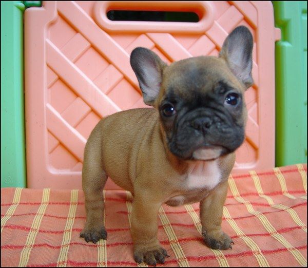 Chiot Bouledogue français de la plaine de nay