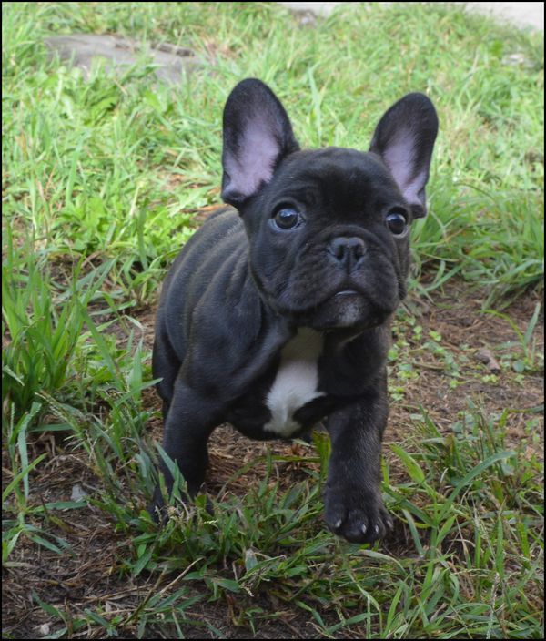 de la plaine de nay - Chiots disponibles - Bouledogue français